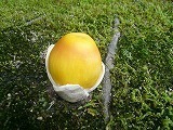 s-P1110744.jpg